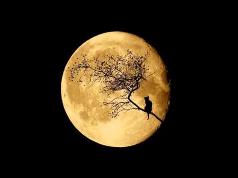 ilex   bela luna rock