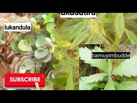 Nkuleetedde eddagala lino wamanga ,akassatira ,olukandula ne bamuyimbudde , tosubwa okumanya emigaso