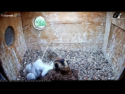 Kestrel Chick Steps Away From Brood To Relieve Itself After Meal – June 1, 2022