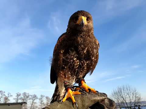 Curious Harris Hawk