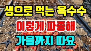 생으로 먹는 옥수수 파종 이렇게 파종해서 가을까지 먹어요