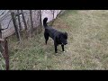 Central Asian Shepherd Aboriginal - Kokki