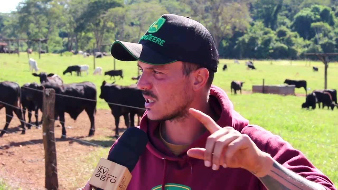 300 BEZERROS EM APENAS 01 ALQUEIRE