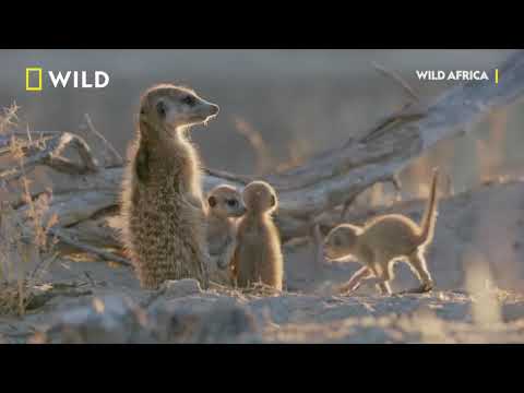 are you ready for ultra funny wild animals