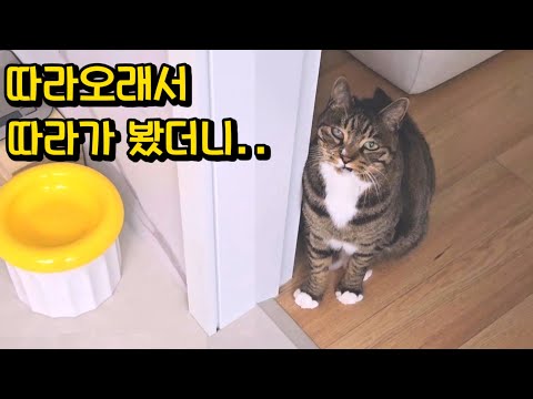 이럴려고 부른거야? 고양이를 위해 매트 깔아줬더니 생긴 이상한 루틴