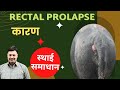 Rectal Prolapse In Cattle