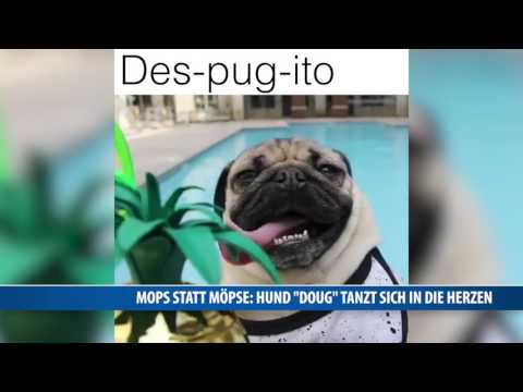 Mops interpretiert Sommerhit "Despacito" neu