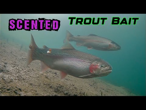 Can’t Catch Trout? Try This Technique! Crazy Underwater Footage