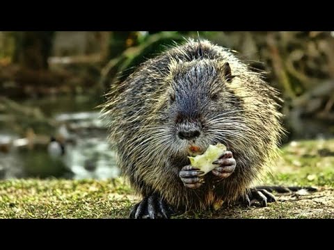 #nutria #nutrias #fauna #funny #2 #set #super 🐹🐹🐹🐹