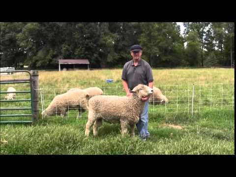 , title : 'Breed Profile: Lincoln Longwool Sheep — MOTHER EARTH NEWS'