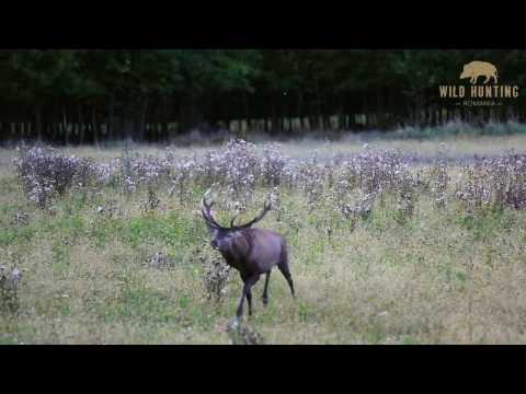 Red Stag Fever   Wild Hunting Romania    Part 1