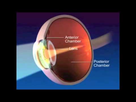 pourquoi l'oeil humain permet il la vision des couleurs