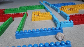 OBSTACLE COURSE MAZE FOR MY HAMSTER!! (INSANE) | FaZe Rug