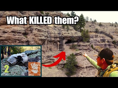 I Found Cave Dwellers... and They are NOT Human!