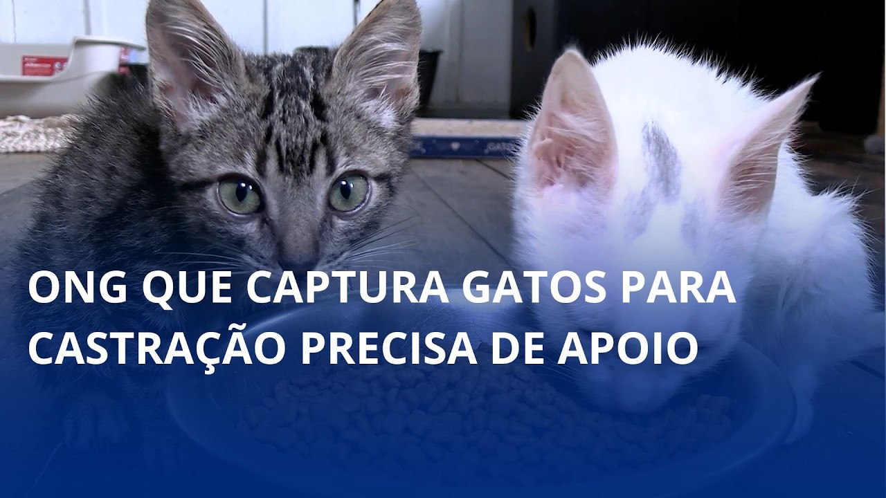 ONG que captura gatos para castração precisa de apoio