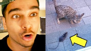 My Cat Brought THE Rat To My Door... AND IT WAS ALIVE! (MUST WATCH)