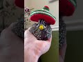 Finn in his new hat for Cinco de Mayo 🙌🏻🎉 #bird #birb #babyanimals #animal #cuteanimals #quail
