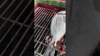 Download lagu Fish barbeque🍡🍢🐟 #barbeque mp3