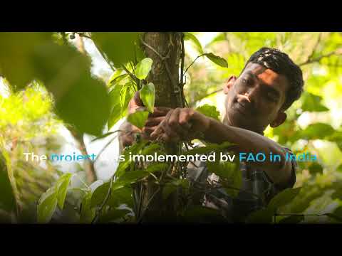 CODEX: Spices & trade, India