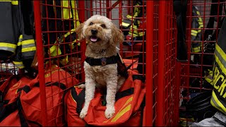 Meet Remi, Bloomington Fire Department’s Therapy Dog