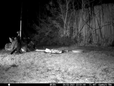 Different Cat Hunting a Mouse  in Cambridge UK 4 March 2021 1102pm C Trail Camera