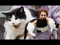 OH Lawd Have Mercy Now That S A CAT