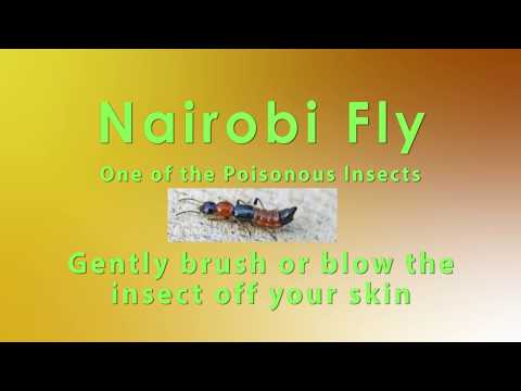 Nairobi Fly (Acid Fly)