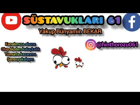 BAŞKA KÜMESTEN HOROZ TAVUK ALANLARA TAVSİYE yeni horoz aldım ne yapmam lazım