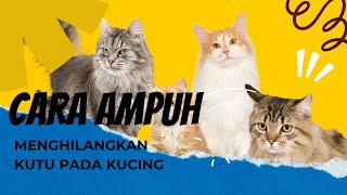 Download lagu CARA AMPUH MENGHILANGKAN KUTU PADA KUCING mp3 Download lagu CARA AMPUH MENGHILANGKAN KUTU PADA KUCING mp3