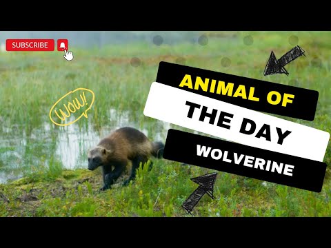 Wolverines -- Animal of the Day | Educational Animal Videos for Kids, Homeschoolers, and Teachers