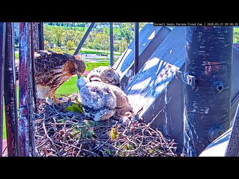 Sunny Morning Feeding At Red-tailed Hawk Nest – May 21, 2020