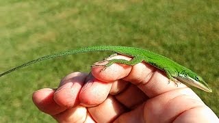 Friendly Green Anole Lizard
