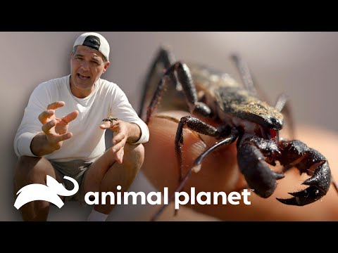 Três animais especialmente exóticos do mundo | Wild Frank | Animal Planet Brasil