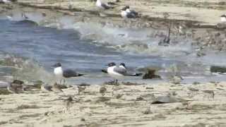 preview picture of video 'Shorebirds and Horseshoe Crabs in Cape May, NJ 2013'