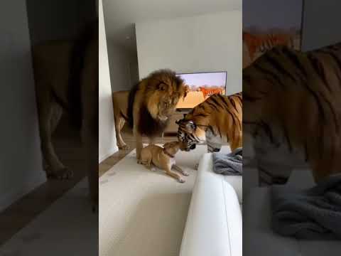 I Didn’t Think They’d Actually Show Up 😂