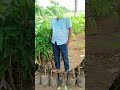 Shri Sadguru Nursery Surat Gujarat