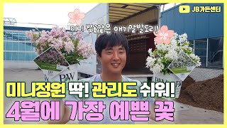관리도 편하고, 미니정원에 필수로 들어가는 꽃나무가 있다!? 여심을 울리는 PW 애기말발도리 2종 JB가든센…