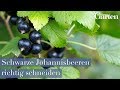 Schritt Für Schritt Schwarze Johannisbeere Richtig Schneiden Gartentutorial