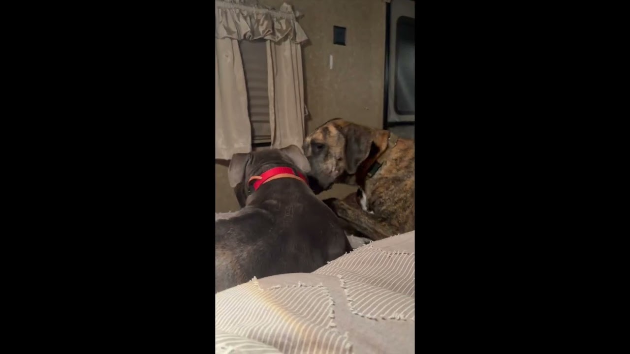 Enlarge Cricket, a Adoptable mixed breed in Woburn, MA video 6/6