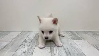 ハーフ犬の動画01