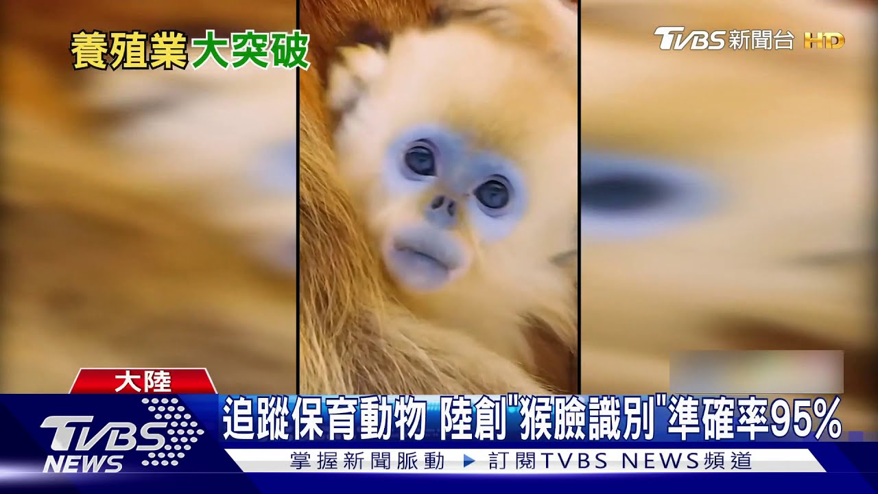 追蹤保育動物　陸創「猴臉識別」準確率95%