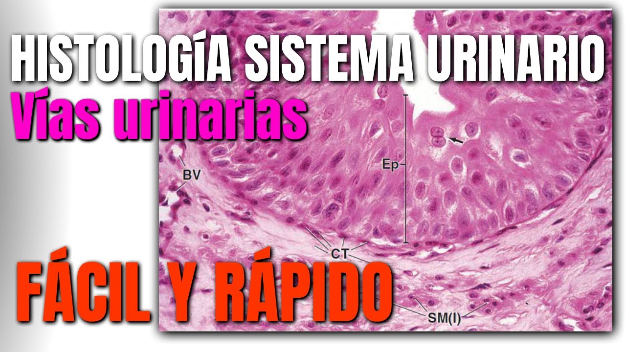 Histología del Sistema Urinario (FÁCIL Y RÁPIDO)