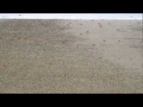 Red crabs on the beach at Playa Arco
