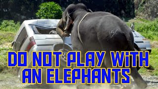 Elephant Attack In Sri Lanka Wild Elephant Attack 