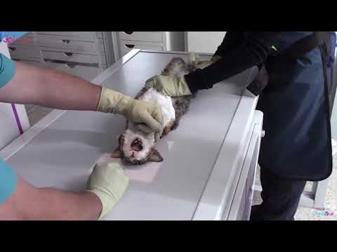 JPI DynaVue Fluoroscopy  | Jaw Fracture