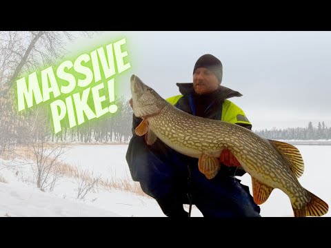Massive pike while icefishing in Sweden! Subtitles
