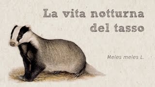 La vita notturna del tasso (Meles meles L.)