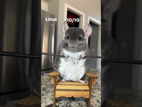 Who wins?! 🏆 #chinchilla #dance #shorts #pets