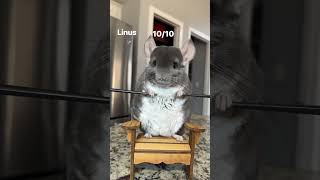 Who wins?! 🏆 #chinchilla #dance #shorts #pets