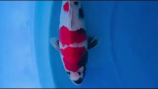 video van Kindai Showa SH-V25-04522